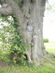Kalter Baum Kalter Baum