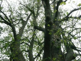 Kalter Baum Kalter Baum