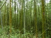bambuswald