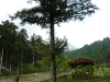 megakonifere