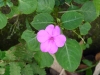 taiwanesische_flora