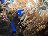 Clownfische achen jedes Aquarium bunter