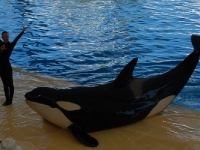 Ein Orca ganz nah