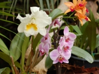 Orchideen