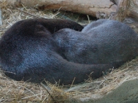 Das Otterpärchen schläft den Schlaf der Gerechten