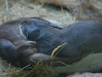Und die Otter pennen immer noch
