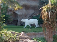 Ein einsamer weißer Tiger dreht seine Runden