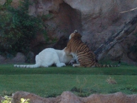 Der Tiger hat inzwischen gesellschaft bekommen