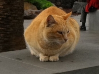 Dieses Prachtexemplar war der erste Kater, der mir begegnet ist