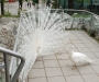 albinopfaue
