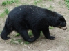 brillenbaer