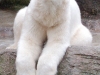 eisbaer