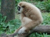 gibbon