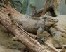 nashornleguan