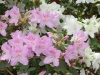 oleander