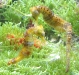 seepferdchen