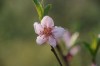 blume