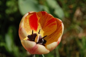 Noch eine Tulpe im Vorgarten