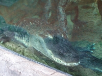 Gruselige Alligatoren